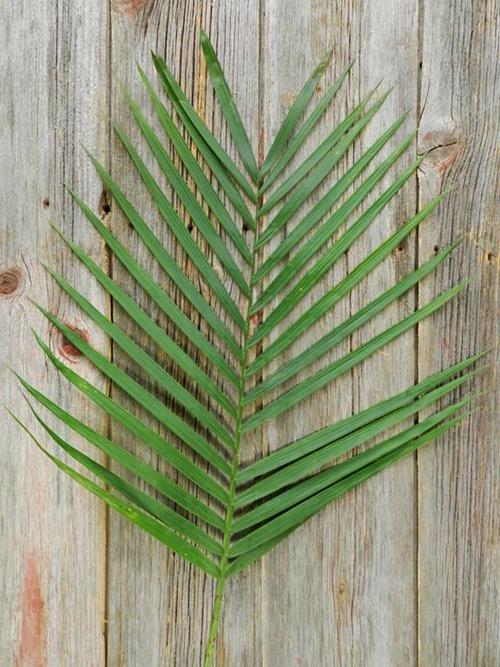 TEPE PALM  GREEN 